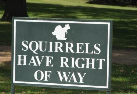 [Image: squirrels-have-right-of-way-road-sign-de...ng-com.jpg]