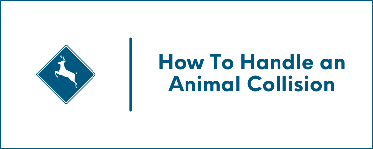 How To Handle an Animal Collision